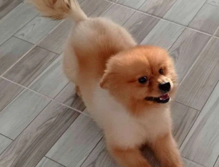 10 Aylık Pomeranian Boo’yu Çiftleştirmek İstiyoruz - 4852