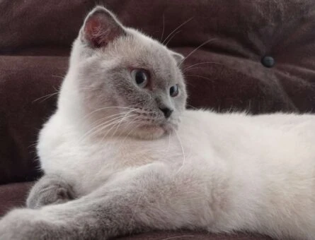 Scottish Fold 1,5 Yaşında Kızgınlıkta Eş Arıyoruz - 48