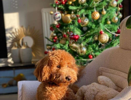 Toy Poodle 1 Yaşında Ceku Eş Arıyor - 4920