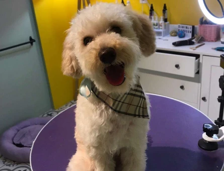 Toy Poodle 7 Aylık Oğlumuza Eş Arıyoruz - 4940
