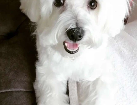 Maltese Terrier Oğlum Boncuk Eş Arıyor - 4975