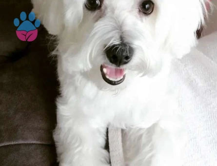 Maltese Terrier Oğlum Boncuk Eş Arıyor