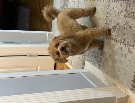 Toy Poodle Oğluma Eş Arıyorum 25 Aylık - 499
