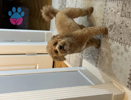 Toy Poodle Oğluma Eş Arıyorum 25 Aylık