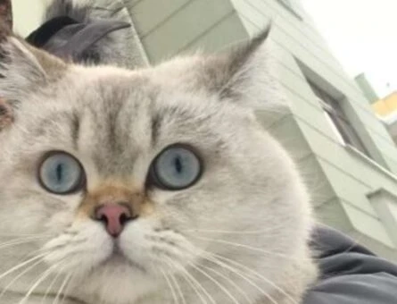 British Shorthair 1 Yaşında Oğluma Eş Arıyorum - 500