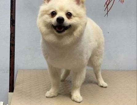 Pomeranian Boo 2 Yaşında Oğlumuza Eş Arıyoruz - 5077