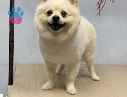 Pomeranian Boo 2 Yaşında Oğlumuza Eş Arıyoruz