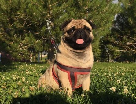 Pug 3 Yaşındaki Oğluma Dişi Eş Arıyorum - 5106