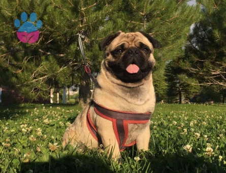 Pug 3 Yaşındaki Oğluma Dişi Eş Arıyorum