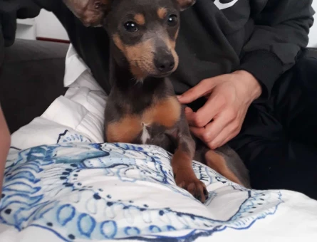 Minyatür Pinscher Yakışıklı Oğluma Eş Arıyorum - 5124
