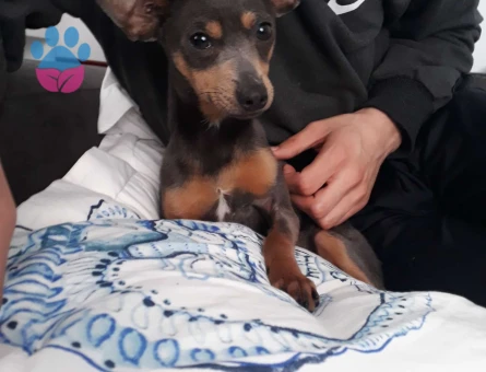 Minyatür Pinscher Yakışıklı Oğluma Eş Arıyorum