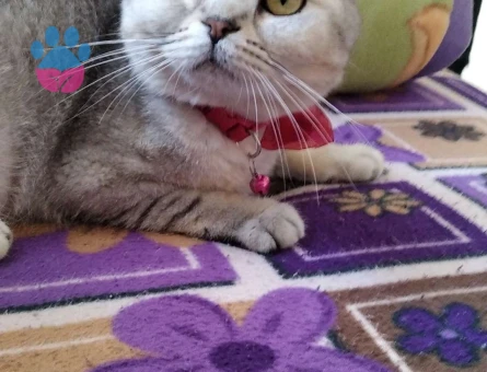 Scottish Fold 1 Yaşında Kızıma Eş Arıyorum