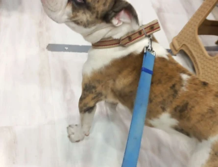İngiliz Bulldog 1 Yaşında Oğlumuza Eş Arıyoruz - 5153
