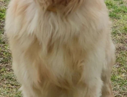 Golden Retriever Köpeğim İçin Eş Arıyorum - 5223