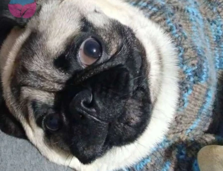 Pug Oğlumuz 13 Aylık Eş Arıyoruz - 5247