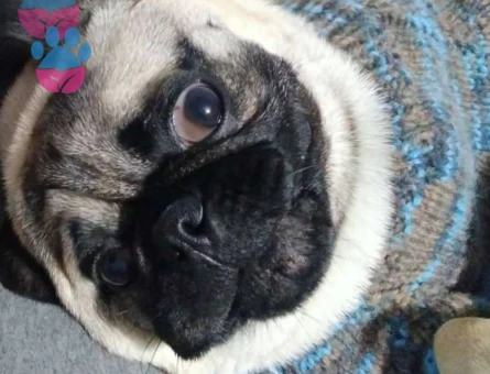 Pug Oğlumuz 13 Aylık Eş Arıyoruz