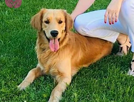 Golden Retriever Lucky Eş Arıyor - 5260
