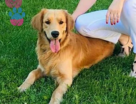 Golden Retriever Lucky Eş Arıyor