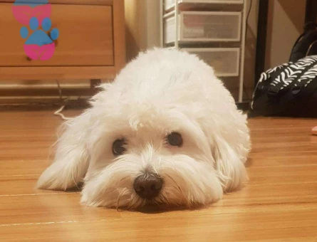 Maltese Terrier Oğlum Ruby İçin Eş Arıyorum