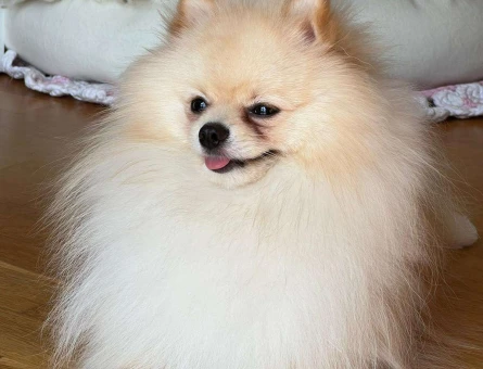 Pomeranian Boo 11 Aylık Mars Dişi Eşini Arıyor - 5351
