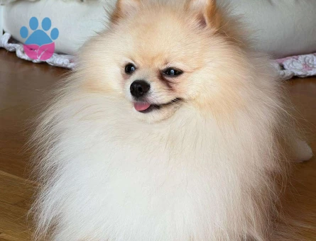 Pomeranian Boo 11 Aylık Mars Dişi Eşini Arıyor