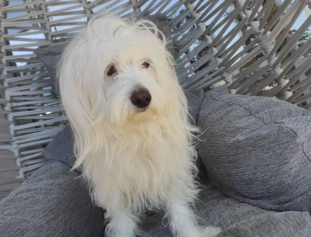 Maltese Terrier Kızıma Eş Arıyorum 2 Yaşında - 5362