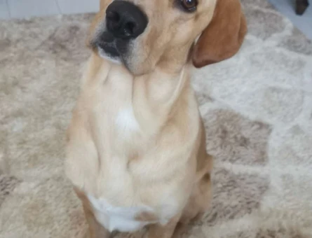Labrador Cinsi Köpeğime Gelin Adayı Arıyoruz - 5385