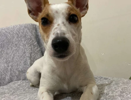 Jack Russell 3 Yaşında Dişi Acil Eş Arıyorum - 5389