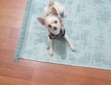 Chihuahua Yakışıklı Oğlumuza Eş Arıyoruz - 5437