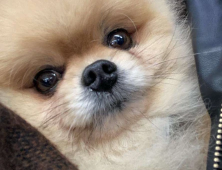 Pomeranian Boo 6 Yaşında Köpeğime Safkan Arıyorum - 5448