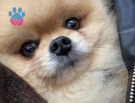 Pomeranian Boo 6 Yaşında Köpeğime Safkan Arıyorum