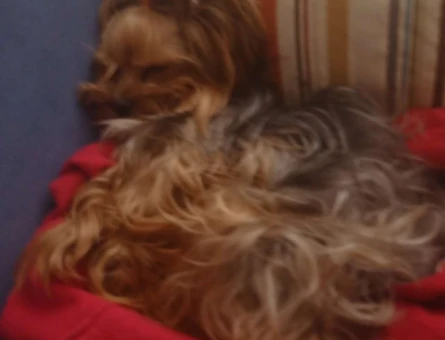 Yorkshire Terrier Bebeğimi Mutlu Edecek Bey Arıyorum - 5474