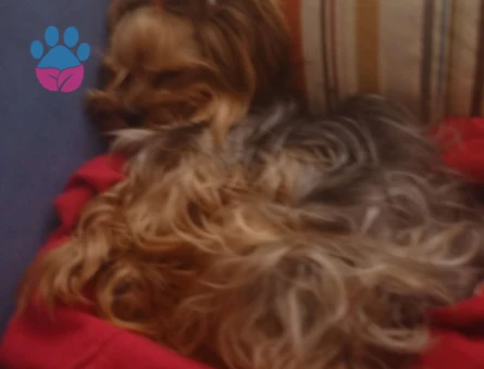 Yorkshire Terrier Bebeğimi Mutlu Edecek Bey Arıyorum