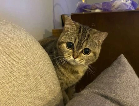 Scottish Fold Kızımıza Eş Arıyoruz 11 Aylık - 550