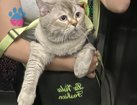 British Shorthair 3Yaşında Kedime Eş Arıyorum