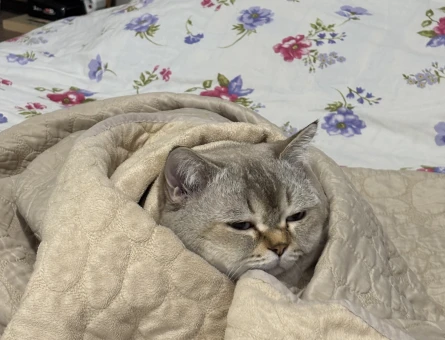 British Shorthair 3Yaşında Kedime Eş Arıyorum - 55