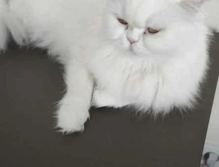 Chinchilla Dişi Kedime Eş Arıyorum - 5604