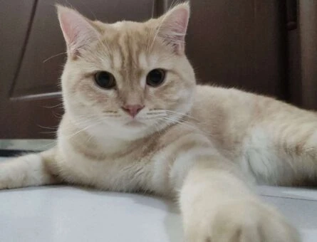 British Shorthair Golden Erkek Kedime Eş Arıyorum - 5703