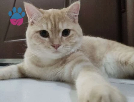 British Shorthair Golden Erkek Kedime Eş Arıyorum