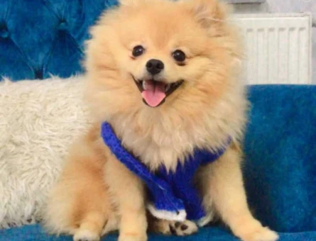Pomeranian Boo 11 Aylık Oğluma Eş Arıyorum - 5731