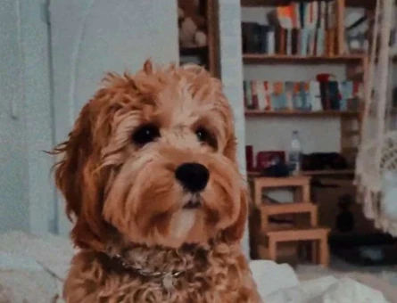 Maltipoo Doodle Oğluma Eş Arıyoruz - 5737