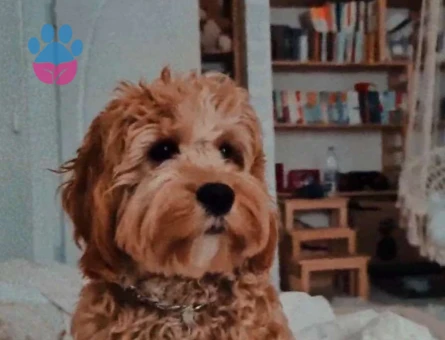 Maltipoo Doodle Oğluma Eş Arıyoruz