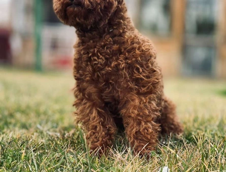 Toy Poodle Teddy   2 Yaşında Oğlumuza Eş Arıyoruz - 5742
