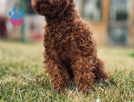 Toy Poodle Teddy   2 Yaşında Oğlumuza Eş Arıyoruz