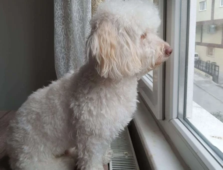 Maltipoo Oğluma Acil Dişi Köpek Arıyoruz - 5786