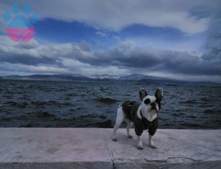 French Bulldog 2 Yaşında Ragnar Eş Arıyor - 5828