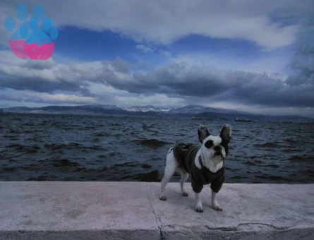 French Bulldog 2 Yaşında Ragnar Eş Arıyor