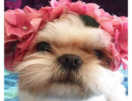 Shih Tzu Oğlumuz Pas Pas İçin Uygun Dişi Eş Arıyoruz - 584