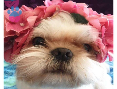 Shih Tzu Oğlumuz Pas Pas İçin Uygun Dişi Eş Arıyoruz