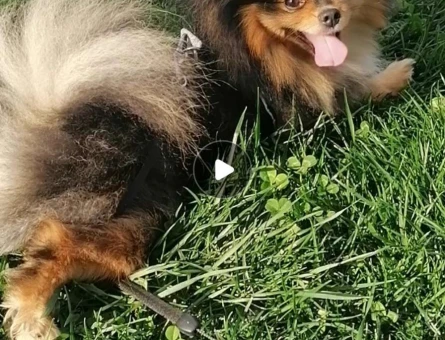 Pomeranian Boo 1.5 Yaşında Köpeğime Eş Arıyorum - 586